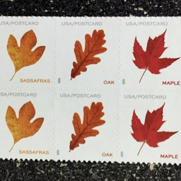 2025 USA Postcard Forever Rate Vibrant Leaves - 1000 Stamp - Picture 4 of 4